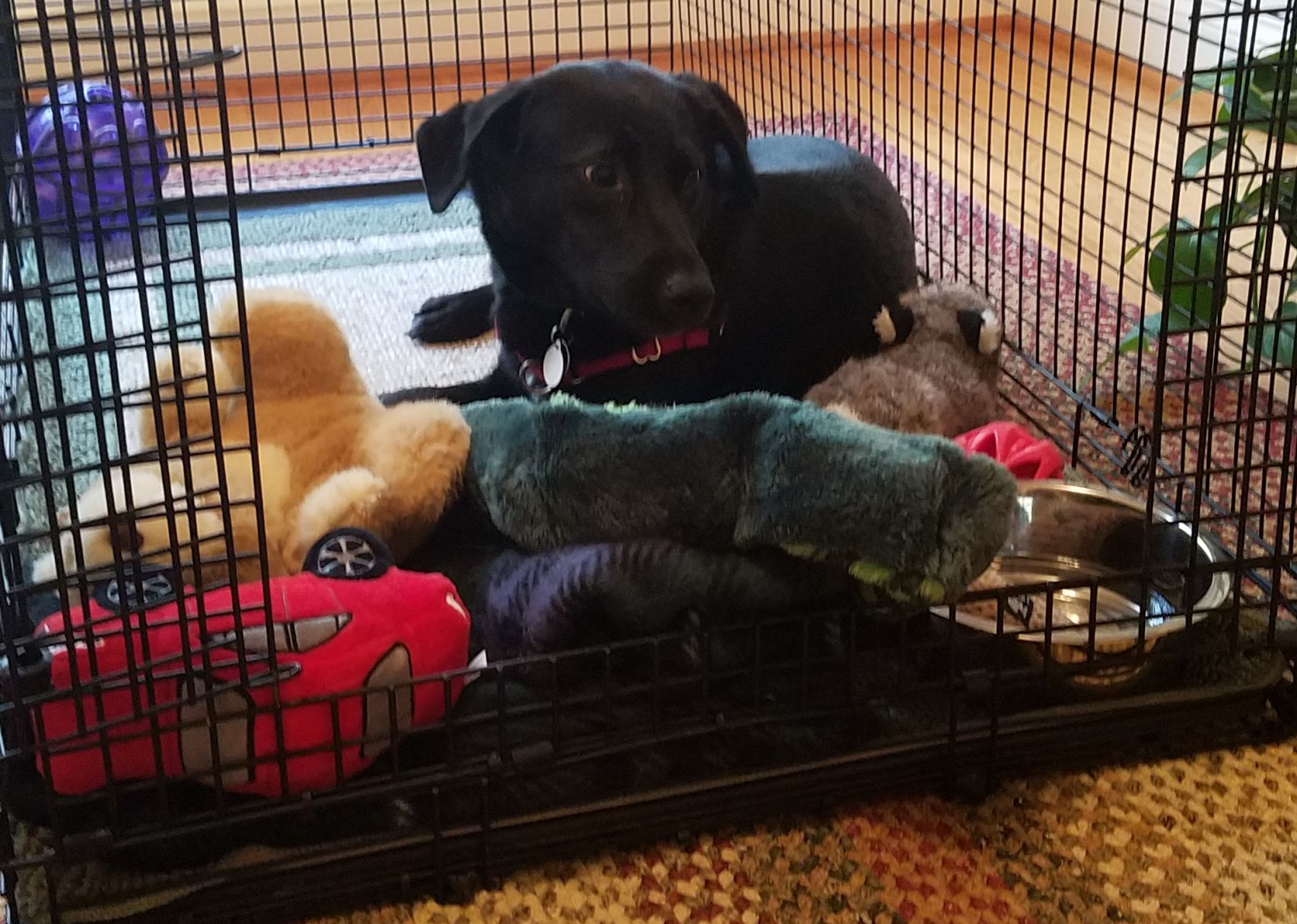 Lab Rescue - Sorry Ginny- No toys in Crate.jpg